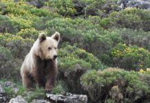 5 lugares donde puedes ver osos en libertad y cómo hacerlo con seguridad »
