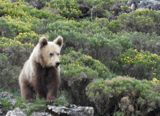 5 lugares donde puedes ver osos en libertad y cómo hacerlo con seguridad »