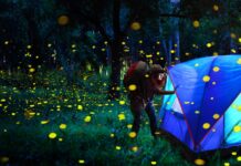 5 destinos para observar luciérnagas en su hábitat natural »