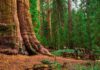 5 destinos para conocer algunos de los gigantes más antiguos del planeta »