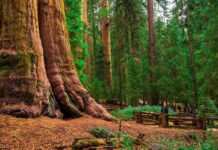 5 destinos para conocer algunos de los gigantes más antiguos del planeta »
