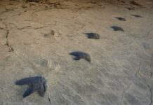 5 destinos donde los dinosaurios dejaron sus marcas »