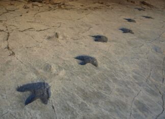 5 destinos donde los dinosaurios dejaron sus marcas »